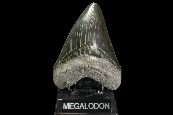 Serrated, Fossil Megalodon Tooth - Monster Meg Tooth! #142362